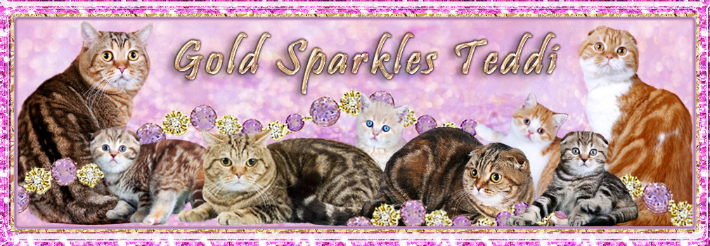 GOLD SPARKLES TEDDI питомник шотландских кошек 